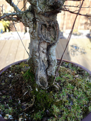 Illustration for article titled A Baggins Bonsai Fit For a Pocket-Sized Hobbit